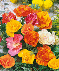 Насіння ешольції