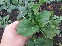 Урожайне насіння озиму ріпаку ХАЛК. Гібрид зимо-морозостійкий і сухостійкий ХАЛК. 295-300 днів., фото 5