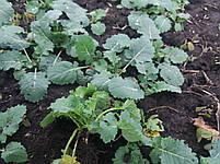 Урожайне насіння озиму ріпаку ХАЛК. Гібрид зимо-морозостійкий і сухостійкий ХАЛК. 295-300 днів., фото 6