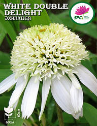 Ехінацея White Double Delight