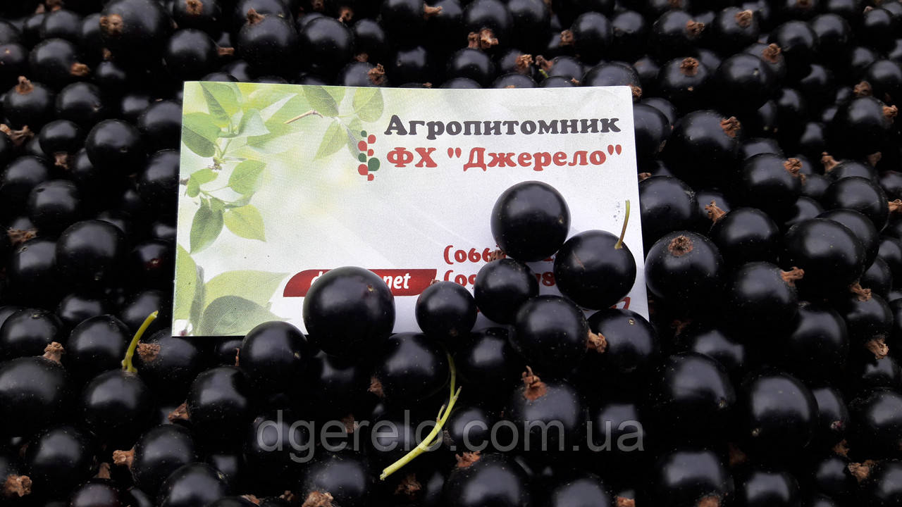 Смородина чорна Краса Львова