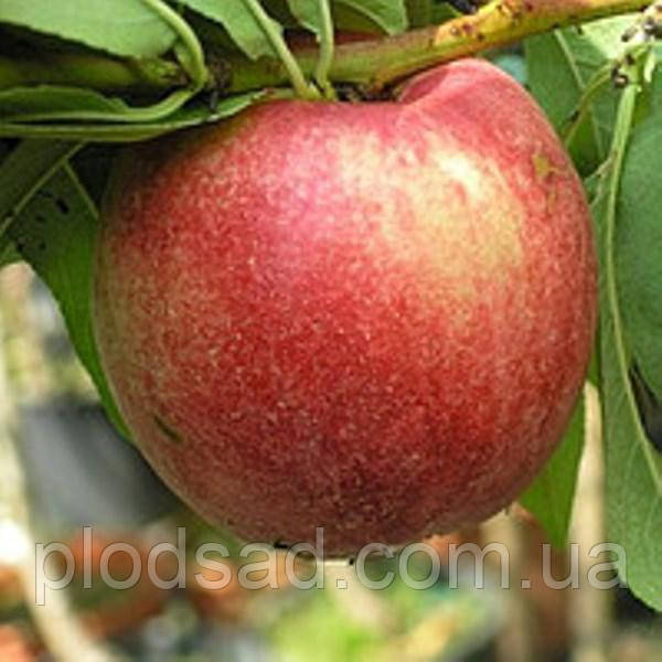 Нектарин Сноу Квін (Snow Queen Perfekt)