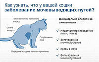 Сечокам'яна хвороба
