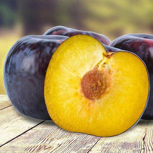 Саджанці Сливи Анжеліно (Angeleno) - пізнього терміну, великоплідна, зимостійка