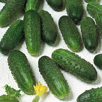 Насіння огірка Маринда F1 (1000 нас.) Semenis