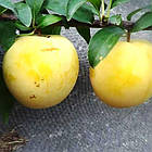 Саджанці Сливи Точесан (T. C. Sun, То-Чо-Сан) - пізнього терміну, великоплідна, врожайна, фото 2