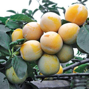 Саджанці Сливи Пам'яті Вавілова - середнього терміну, урожайна, зимостійка