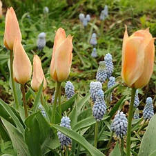 Тюльпан гібрид Грейга Fur Elise (Фюа Елізе) 3 цибулинки, фото 3