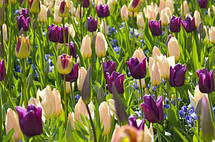 Тюльпан гібрид Грейга Fur Elise (Фюа Елізе) 3 цибулинки, фото 4