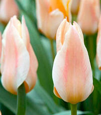 Тюльпан гібрид Грейга Fur Elise (Фюа Елізе) 3 цибулинки, фото 5