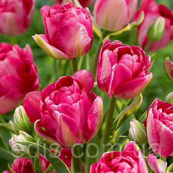 Тюльпан махровий багатоквітковий Granda (Гранда) 3 цибулинки, фото 1