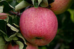 Саджанці яблунь Пірос (Пірос, Piros)