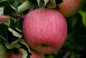 Үй қызметкері туралы порно фильмді қараңыз