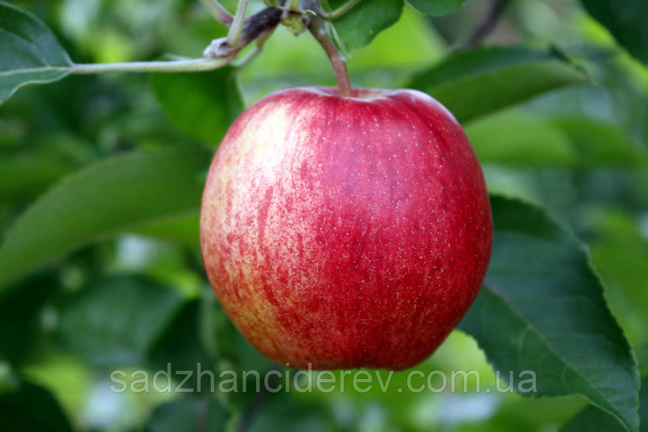 Саджанці яблунь Самаред (Samered, Summerred, Саммеред)