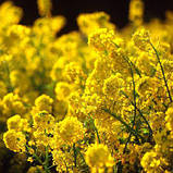 Трава Горлиця озима (Суріпиця), сидерат 1кг, фото 4