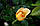 Саджанці троянд Вестфаленпарк (Westfalenpark, Chevreuse, KORplavi), фото 3