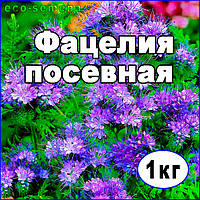 Насіння Фацелія, медонос, сидерат, від 1 кг на вагу