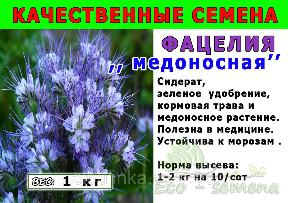Семена Фацелии Сидерат Купить