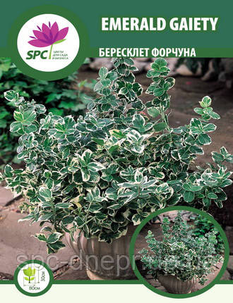 Бересклет Форчуна Emerald Gaiety