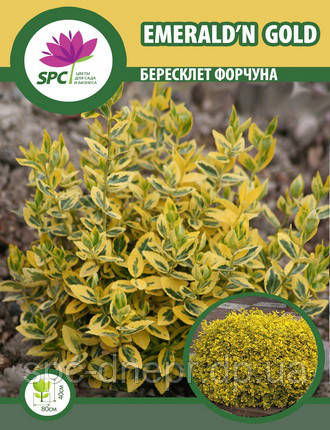Бересклет Форчуна Emerald'n Gold