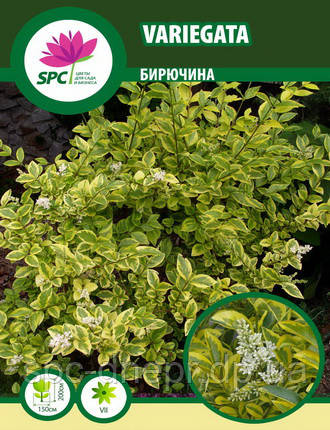 Бирючина Variegata, фото 2