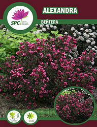 Вейгела Alexandra