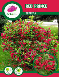 Вейгела Red Prince