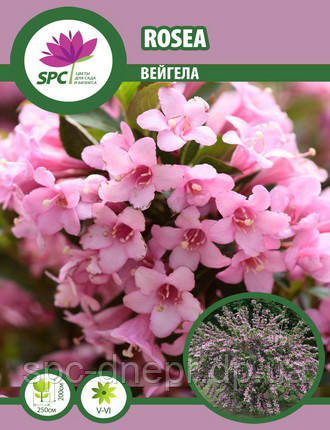 Вейгела Rosea
