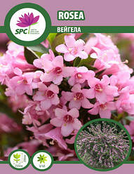 Вейгела Rosea