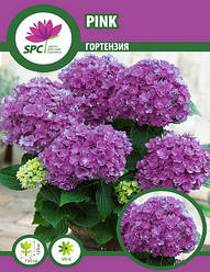 Гортензія крупнолиста Pink