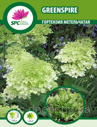 Гортензія волотиста Greenspire