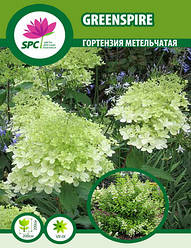Гортензія волотиста Greenspire