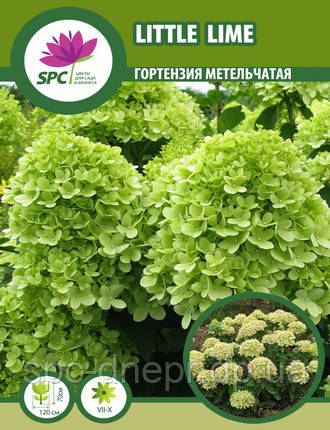 Гортензія волотиста Little Lime