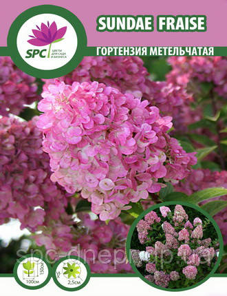 Гортензія волотиста Sundae Fraise, фото 2