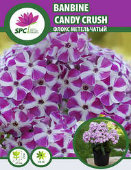 Флокс метильчастий Banbine Candy Crush