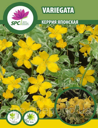 Керія японська Variegata, фото 1