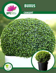 Самшит не стрижений