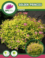 Спірея Golden Princess