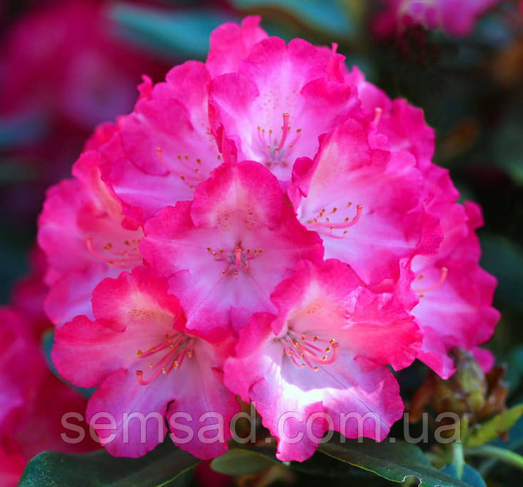 Рододендрон вічнозелений "Фантастика" (саджанці 3 рокі ЗКС) Rhododendron 'Fantastica'''
