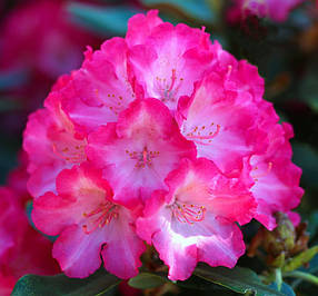 Рододендрон вічнозелений "Фантастика" (саджанці 5 - 6 років ЗКС) Rhododendron 'Fantastica'''