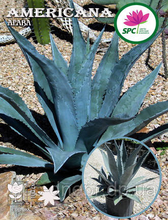 Агава Americana, фото 1