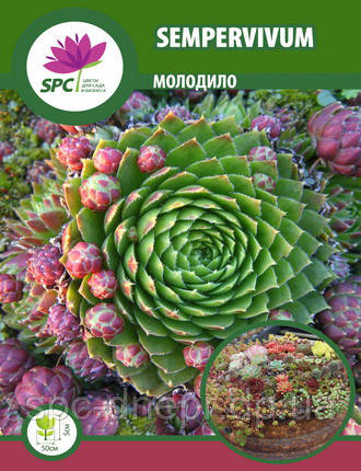 Молодило в ассортименті, фото 2