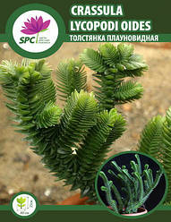 Товщина плауноподібна