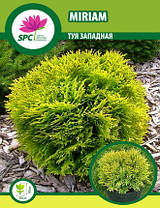 Туя західна Miriam, фото 4