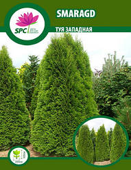 Туя західна Smaragd