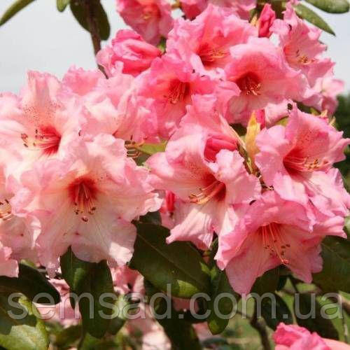 Мас орыс қыздары попуга алады Венди Старр порнода