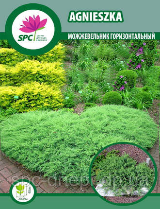 Можівник горизонтальний Agnieszka, фото 1
