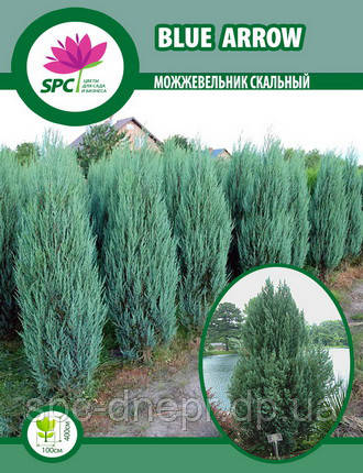 Ялівець скельний Blue Arrow