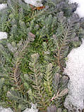 Очиток "Блакитна ялина" (Sedum reflexum 'Blue Spruce') Р9, фото 4