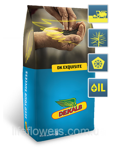 DK Exqusite (ДК Ексквізит)
